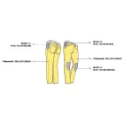 PMJ Cruise motoros farmer 